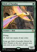 Birds of Paradise